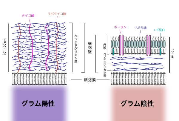 彼らは何ですか？